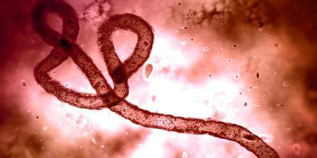 Scientists engineer DNA-encoded monoclonal antibodies targeting Zaire Ebolavirus