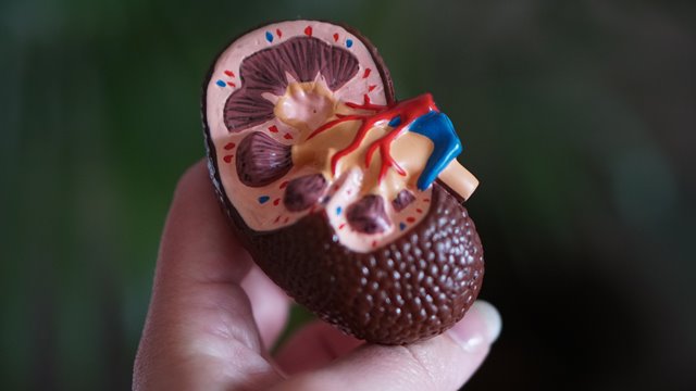 Humankidney
