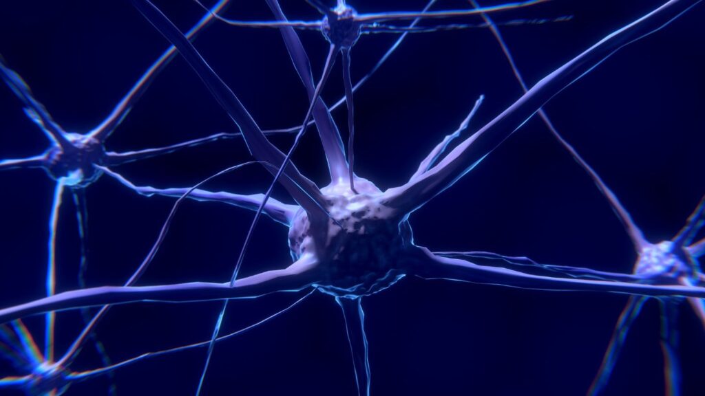 Alpha Cognition nerve-cells-2213009_1920