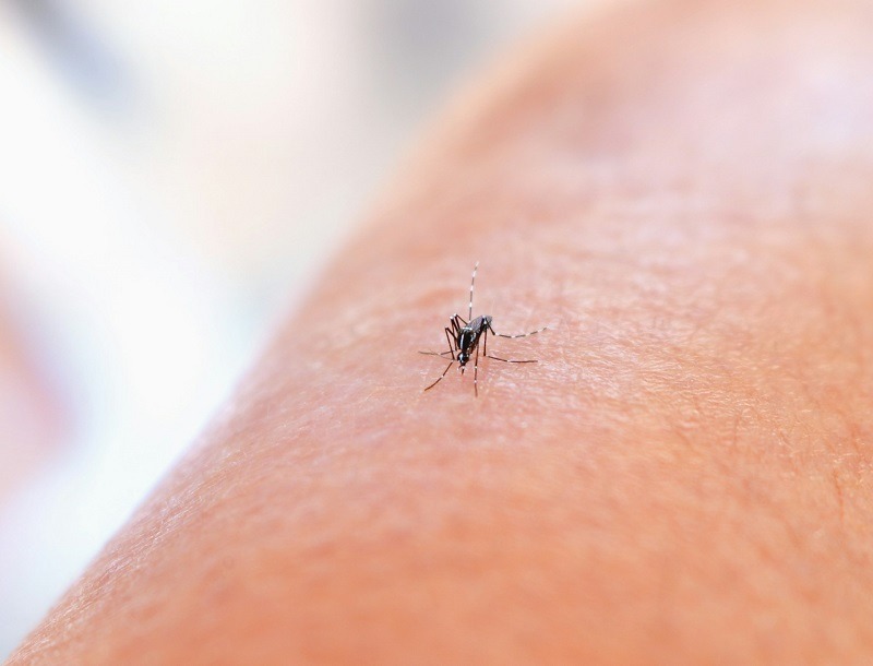 IXCHIQ is a chikungunya vaccine, which was launched in the US in early March 2024. Credit: National Institute of Allergy and Infectious Diseases on Unsplash.