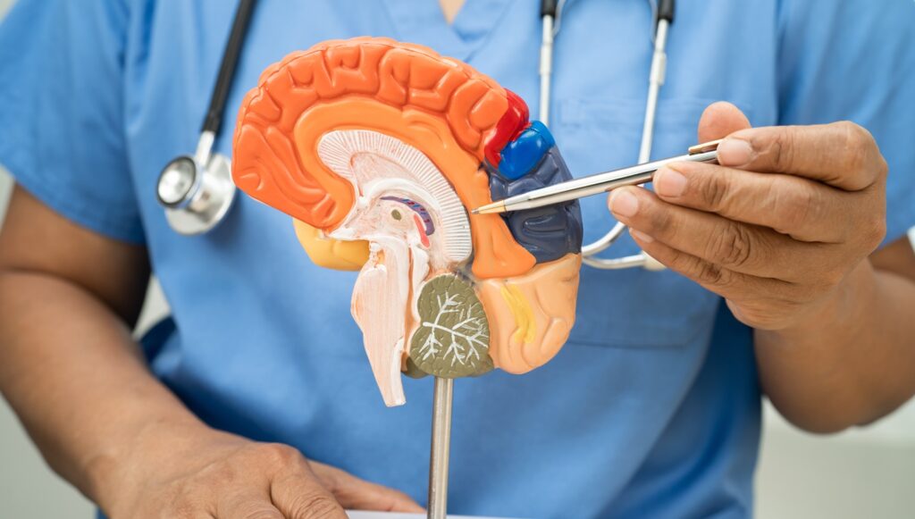 Elunetirom is designed to enhance neurobiological activity at CNS-TRs and reduce peripheral thyroid hormone-related risks. Credit: sasirin pamai / Shutterstock.com.