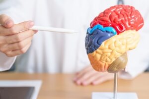 EMA validates Bayer’s asundexian application for ischaemic stroke