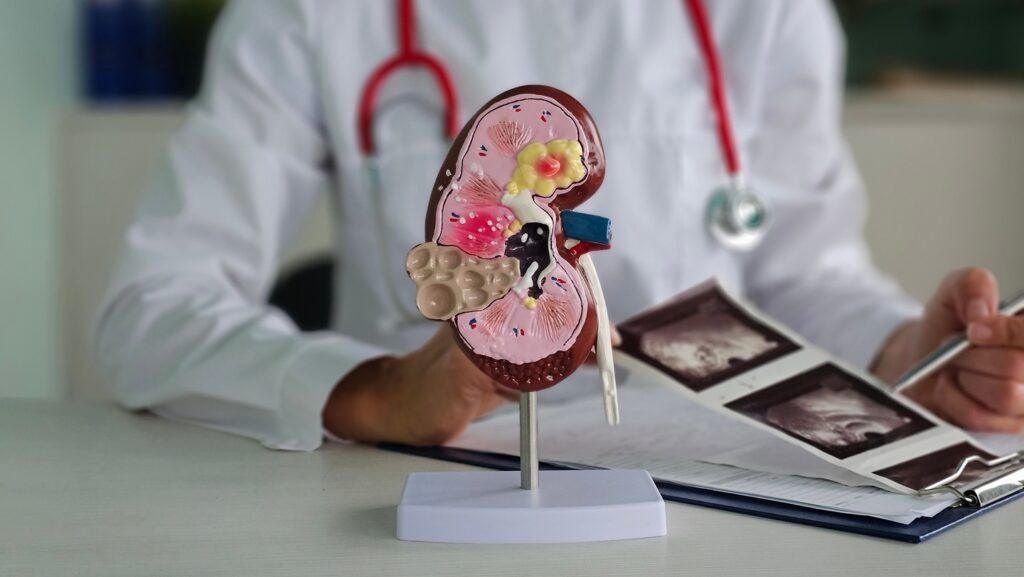 IgAN is recognised as one of the most common autoimmune kidney diseases. Credit: NMK-Studio / Shutterstock.com.
