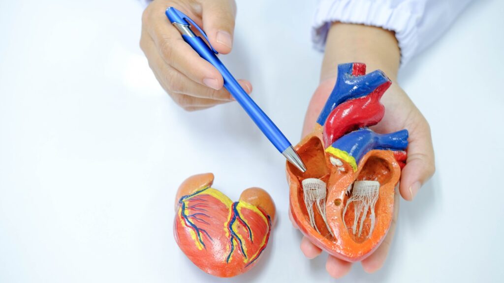 AFTX-201 uses a functional BAG3 transgene and Affinia’s proprietary capsid for targeted, lower-dose heart delivery. Credit: Umaporn Kensila/Shutterstock.com.