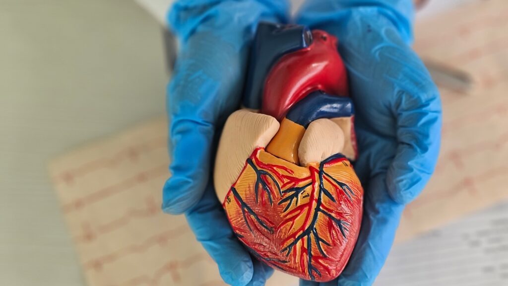 By targeting WISPER in cardiac myofibroblasts, HTX-001 is intended to facilitate the precise reprogramming of the fibrotic and pathological cell states. Credit: NMK-Studio / Shutterstock.com.