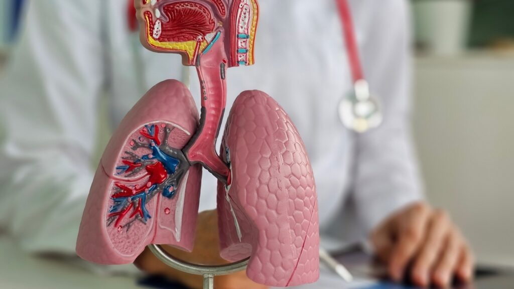 Alvelestat is designed to inhibit neutrophil elastase, an enzyme linked to inflammation and lung tissue damage. Credit: NMK-Studio / Shutterstock.com.