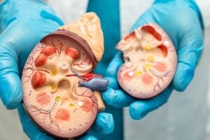Estuary secures $103m to advance kidney disease gene therapies
